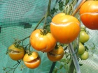 geplatzte Tomaten