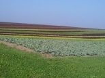 Riesige Salatfelder unterwegs