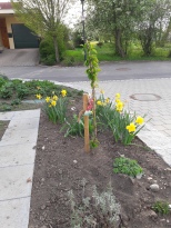 Herrlich blüht der Garten pünktlich zu Ostern und unsere neue Säulenkirsche treibt schon aus