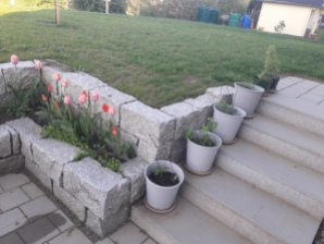 Himbeeren und Tulpen hinterm Haus Ende April